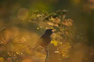 : Grasshopper Warbler Locustella naevia in song Norfolk May
