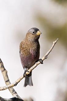 Gray-crowned Rosy-Finch Leucosticte tephrocotis Scandia Crest Nr Albuquerque New Gray-crowned Rosy-Finch Leucosticte tephrocotis Scandia Crest Nr Albuquerque New