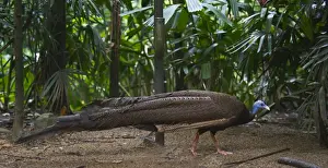 Male Prints: Great Argus, Argusianus argus Asian Pheasant male Captive