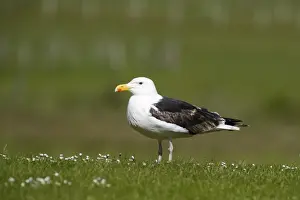 Gull Prints: Great black-backed Gull Larus marinus 3rd yr Shetland June