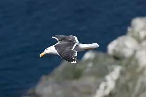 Gull Prints: Great Black-backed Gull Larus marinus adult Sumburgh Head Shetland June