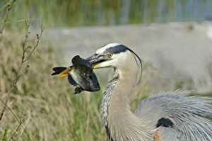 Great Blue Heron (Ardea herodias) at speared a fish Florida Everglades USA Great Blue Heron (Ardea herodias) at speared a fish Florida Everglades USA