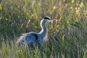 Everglades Prints: Great Blue Heron Ardea herodias Florida Everglades