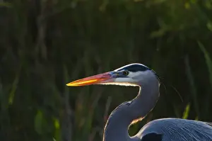 : Great Blue Heron Ardea herodias Florida Everglades