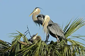 Great Blue Heron (Ardea herodias) at nest with chick Florida Everglades USA