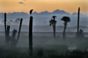 Silhouetted Prints: Great Blue Heron Ardea herodias silhouetted at dawn at Viera Wetlands Florida USA