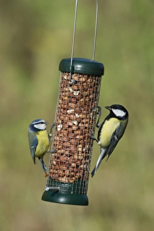 Blue Tit UK winter