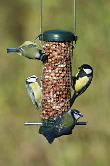 Blue Tit UK winter