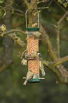 Feeder Prints: Great & Blue Tits on nut feeder UK