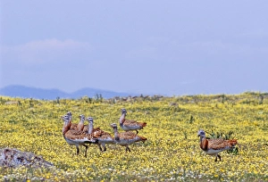 Great Bustard, Otis tarda flock of mostly females on Spanish Steppes Extremadura Spain Great Bustard, Otis tarda flock of mostly females on Spanish Steppes Extremadura Spain