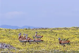 Bustard Prints: Great Bustard, Otis tarda flock of mostly females on Spanish Steppes Extremadura Spain