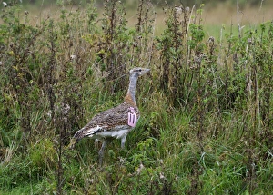 Great Bustard Otis Tarda individual just released on to Salisbury Plain Wiltshire Great Bustard Otis Tarda individual just released on to Salisbury Plain Wiltshire