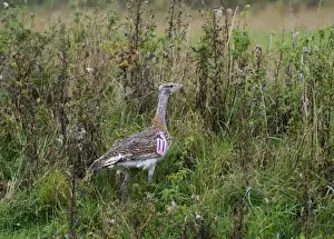 Bustard Prints: Great Bustard Otis Tarda individual just released on to Salisbury Plain Wiltshire