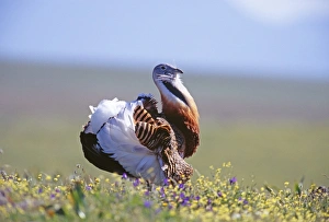 Great Bustard, Otis tarda, male displaying on Spanish Steppes, Extremadura, Spain