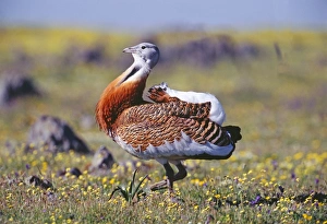 Great Bustard, Otis tarda, male displaying on Spanish Steppes, Extremadura, Spain