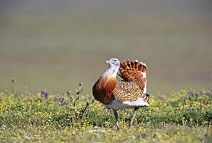 Great Bustard Otis tarda male in display on Spanish Steppes Extremadura Spain April