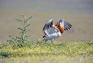 Great Bustard, Otis tarda, male displaying on Spanish Steppes, Extremadura, Spain