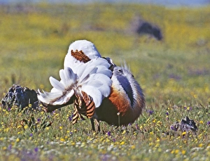 Great Bustard Otis tarda male in display on Spanish Steppes Extremadura Spain April