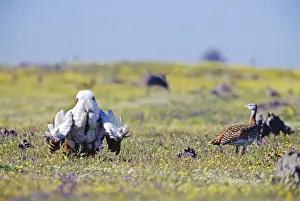 Display Prints: Great Bustard Otis tarda male in display on Spanish Steppes Extremadura Spain April