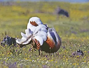 Great Bustard Otis tarda male in display on Spanish Steppes Extremadura Spain April