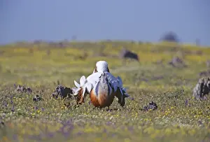 Display Prints: Great Bustard, Otis tarda, male displaying on Spanish Steppes, Extremadura, Spain