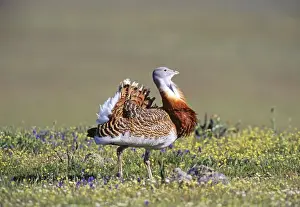 Display Prints: Great Bustard, Otis tarda, male in partial display on Spanish Steppes, Extremadura