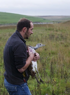 Great Bustard Otis tarda about to be released on to Salisbury Plain Wilts Sept 2010 Great Bustard Otis tarda about to be released on to Salisbury Plain Wilts Sept 2010