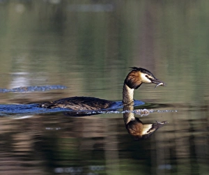 Great Crested Grebe, Podiceps cristatus, with fish for young, Kent, spring Great Crested Grebe, Podiceps cristatus, with fish for young, Kent, spring
