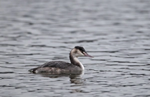 Great crested Grebe Podiceps cristatus in non breeding plumage Norfolk winter Great crested Grebe Podiceps cristatus in non breeding plumage Norfolk winter