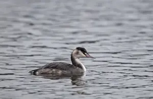 Grebe Prints: Great crested Grebe Podiceps cristatus in non breeding plumage Norfolk winter
