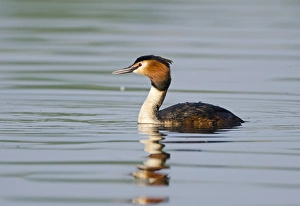 Great crested Grebed Podiceps cristatus n breeding plumage Kent spring Great crested Grebed Podiceps cristatus n breeding plumage Kent spring