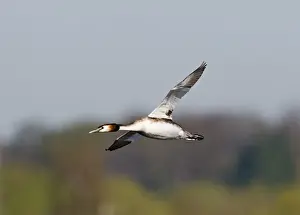 Grebe Prints: Great crested Grebes Podiceps cristatus in flight Norfolk