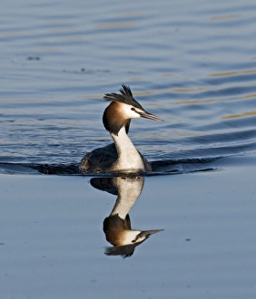 Great crested Grebes Podiceps cristatus Norfolk spring