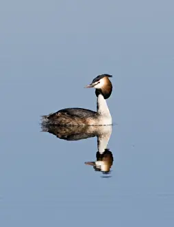 Great crested Grebes Podiceps cristatus Norfolk spring