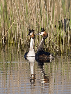 Great crested Grebes Podiceps cristatus pair displaying Norfolk spring