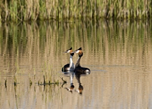 Great crested Grebes Podiceps cristatus pair displaying Norfolk spring Great crested Grebes Podiceps cristatus pair displaying Norfolk spring