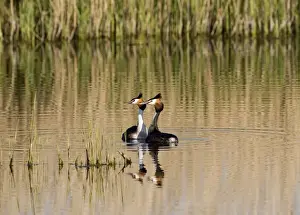 Courtship Prints: Great crested Grebes Podiceps cristatus pair displaying Norfolk spring