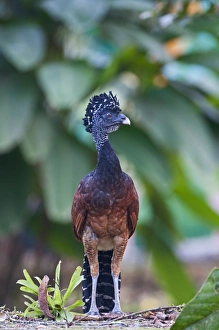 Great Curassow Crax rubra female La Selva Costa Rica