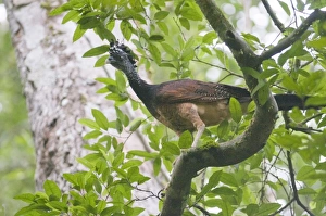 Gamebird Prints: Great Curassow Crax rubra female Tikal Guatemala