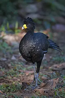 Great Curassow Crax rubra male La Selva Costa Rica