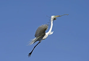 Great Egret Ardea alba carrying nest material St Augustine Florida USA Great Egret Ardea alba carrying nest material St Augustine Florida USA