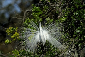 Great Egret Ardea alba displaying at nest St Augustine Florida USA