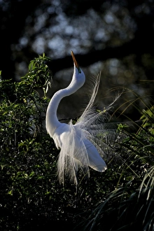 Great Egret Ardea alba displaying at nest St Augustine Florida USA Great Egret Ardea alba displaying at nest St Augustine Florida USA