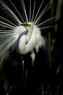Great Egret Ardea alba displaying at nest St Augustine Florida USA