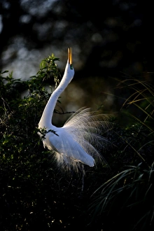 Great Egret Ardea alba displaying at nest St Augustine Florida USA