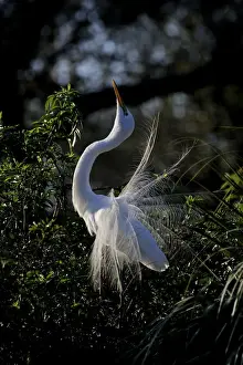 Courtship Prints: Great Egret Ardea alba displaying at nest St Augustine Florida USA