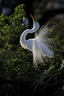 Great Egret Ardea alba displaying at nest St Augustine Florida USA