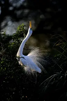 Great Egret Ardea alba displaying at nest St Augustine Florida USA