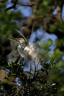 Great Egret Ardea alba displaying at nest St Augustine Florida USA