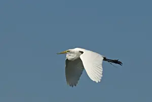 Prints of Great Egret (Great White). Ardea alba Salton Sea California USA April Images Dated 2009 April: Great Egret (Great White) Ardea alba Salton Sea California USA April